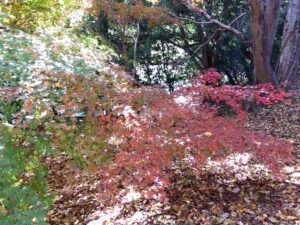 高野山桃山公園の紅葉