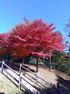 高野山桃山公園の紅葉