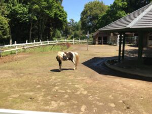 ふれあい動物園