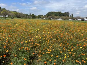 あけぼの山農業公園