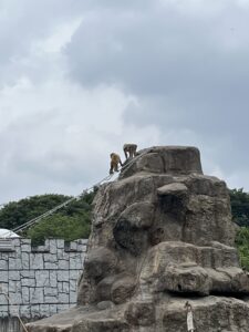 市川市動植物園の猿山