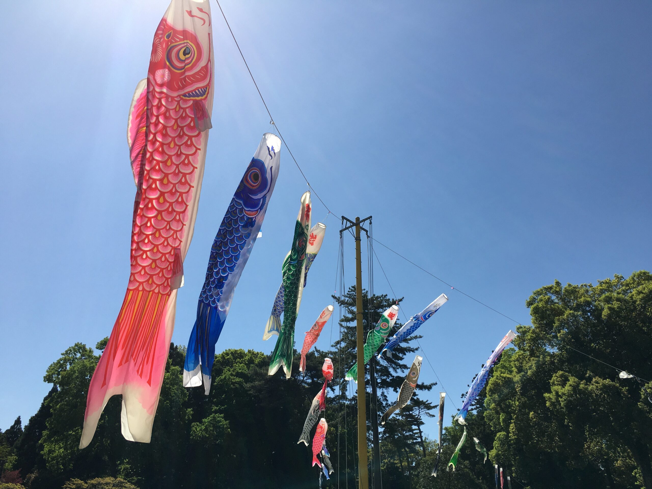 佐倉草ぶえの丘「鯉のぼり」